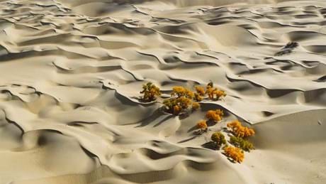 Watch The Green Planet Season 1, Sundays at 16:00 on BBC Earth (DStv Channel 184)