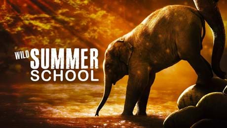 Wildsummerschool 1920X1080