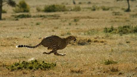 Watch Big Cat Month 2022 from Sunday, 6 February on National Geographic Wild (DStv Channel 182) on DStv