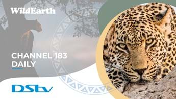 MultiChoice adds WildEarth for DStv Access subscribers