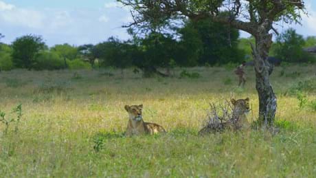 712 Serengeti Primalsurvivorextremeafricansafari HD 0006