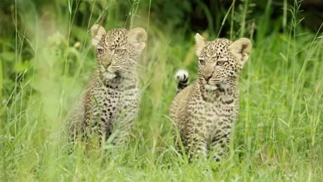 Serengeti II 01 013