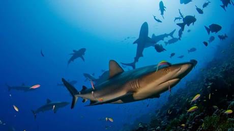 Shark Eden 43.JPG