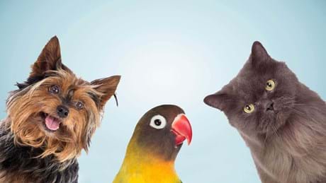 Amazing Animal Friends EPG