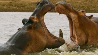 Amazing factual content on DStv, 5-11 November