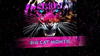 Filmmakers Dereck and Beverly Joubert kick off Big Cat Month on DStv