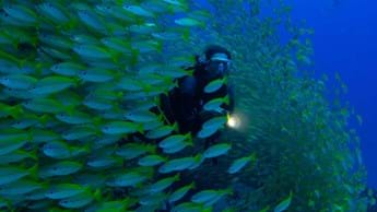 Earth Day hope in Perpetual Planet: Heroes of The Oceans