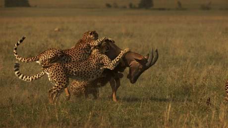 Watch Big Cat Month 2022 from Sunday, 6 February on National Geographic Wild (DStv Channel 182) on DStv
